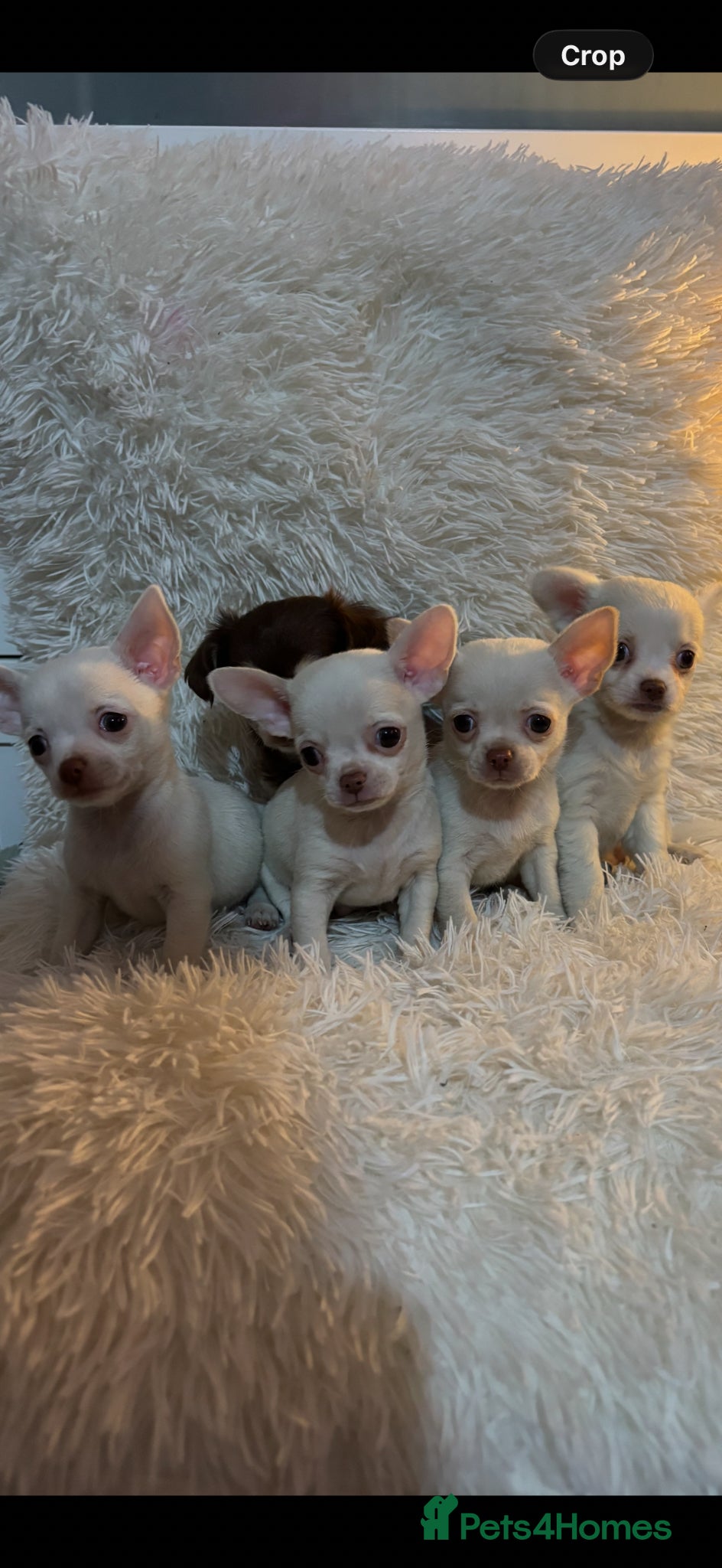 Chihuahua dogs Chihuahua puppy’s ( ready now) - Advert 7