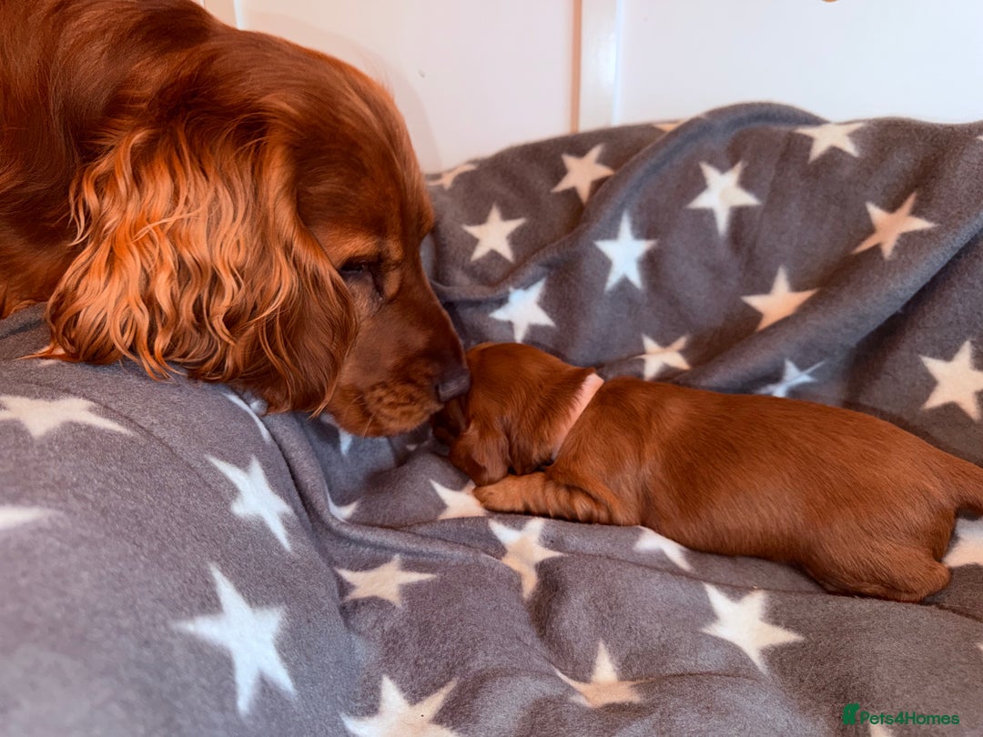 Cocker Spaniel dogs for sale: Chunky Show Cocker Spaniel Puppies 🤩🥰 - Advert 18