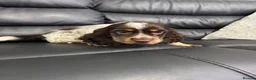 Cocker Spaniel dogs for sale: Male tri colour cocker spaniel 8 weeks old  in Ipswich - Advert 4