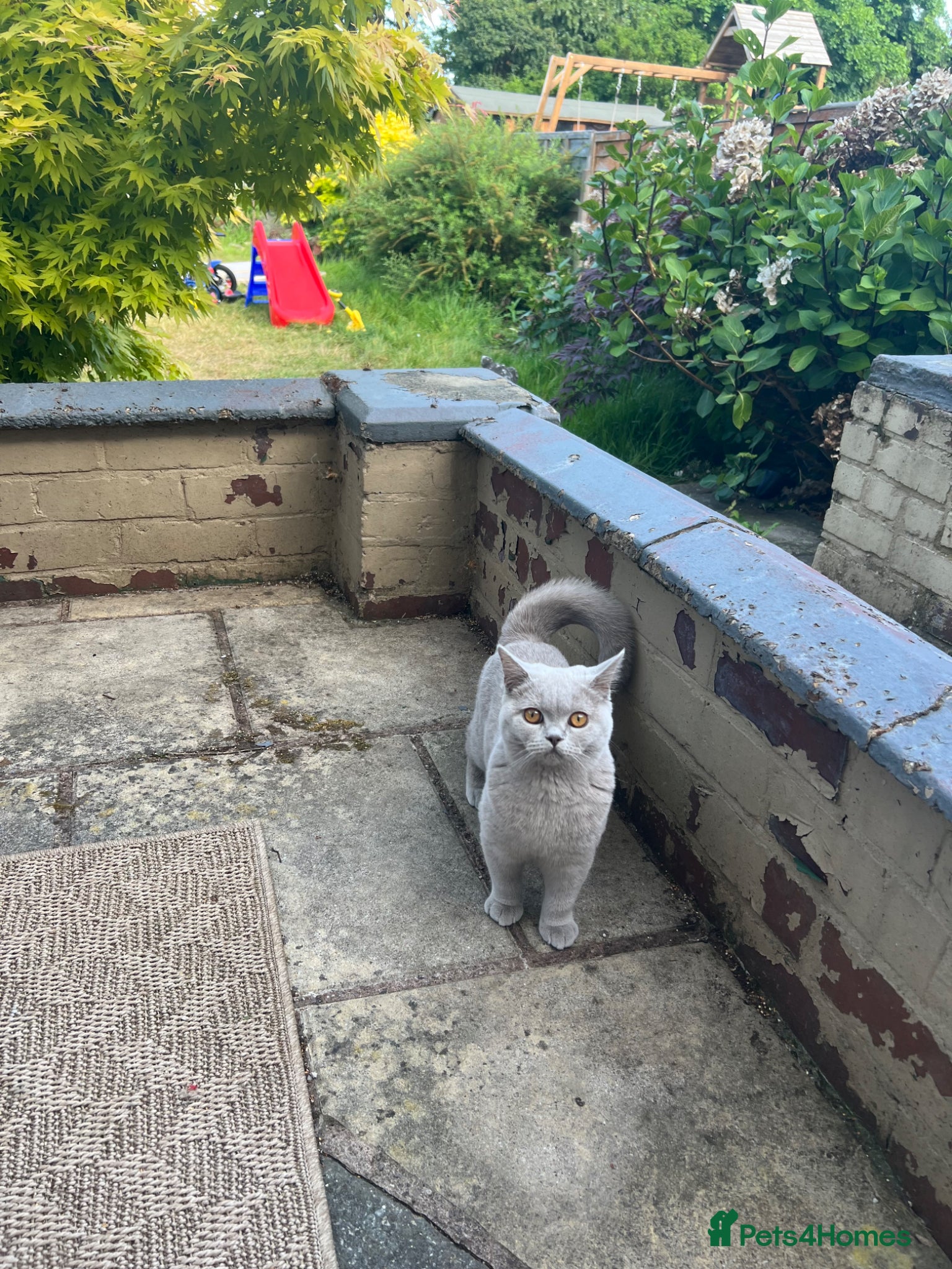 British Shorthair cats for sale: Rare fawn colour female British short hair kitten - Advert 2