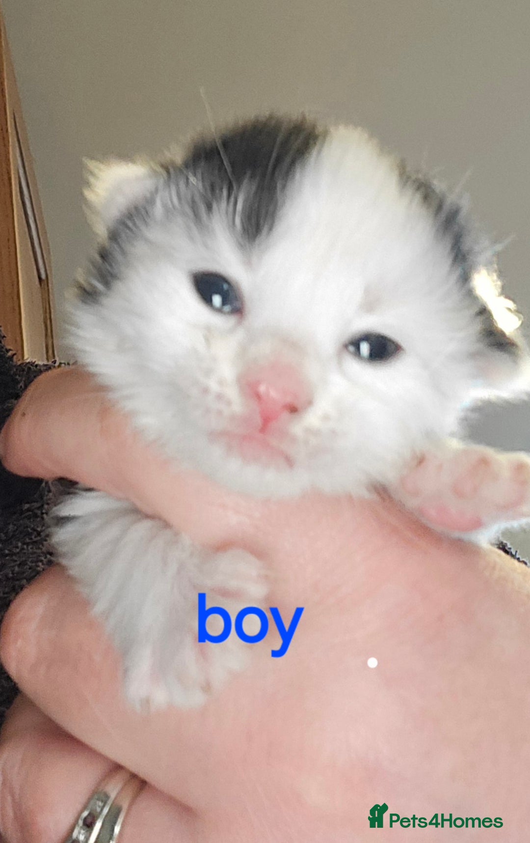 Mixed Breed cats for sale: 3 beautifully marked white/ black / ginger kittens - Image 7