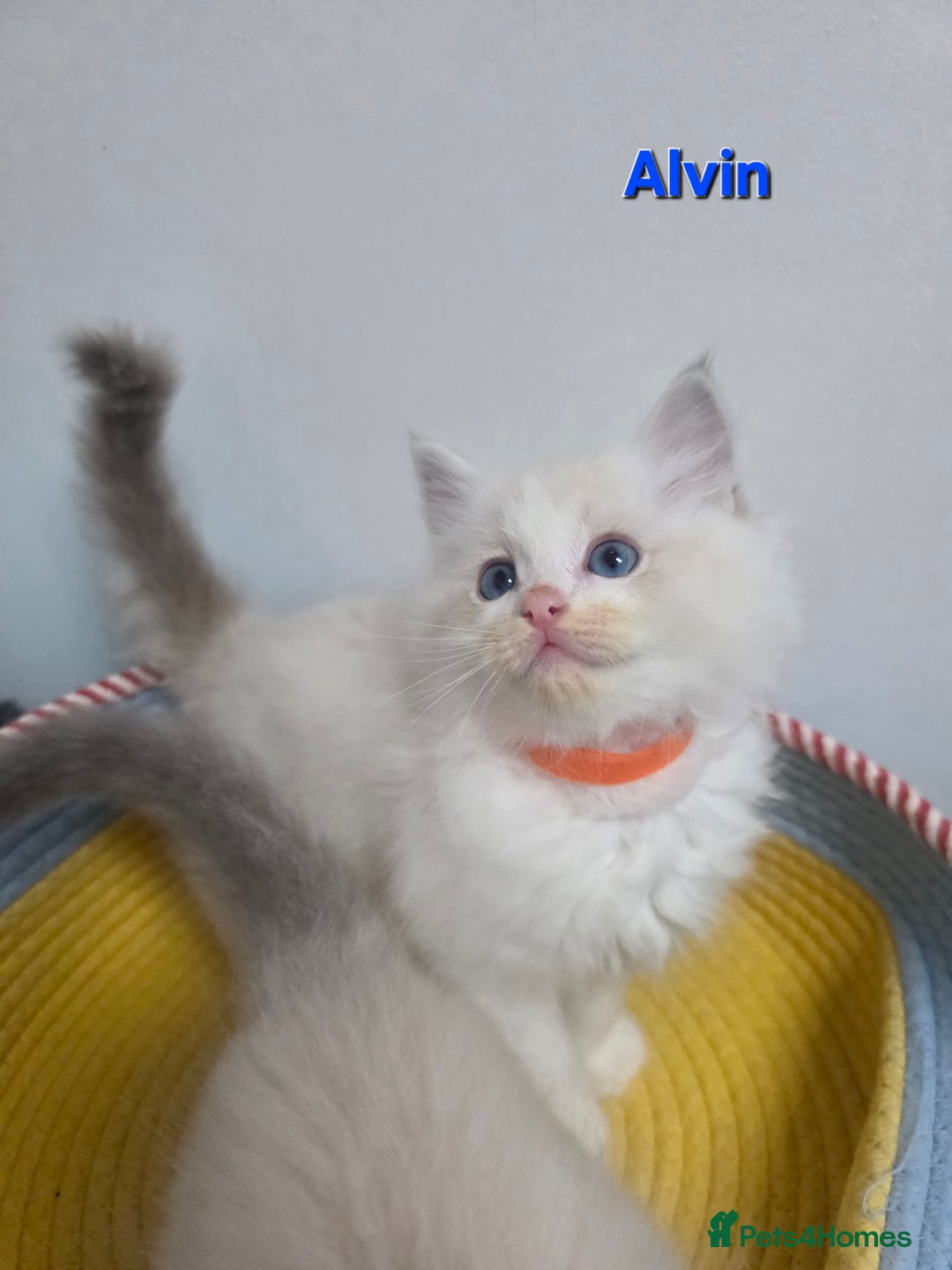 Ragdoll cats for sale: GCCF registered ragdoll kittens  - Advert 24