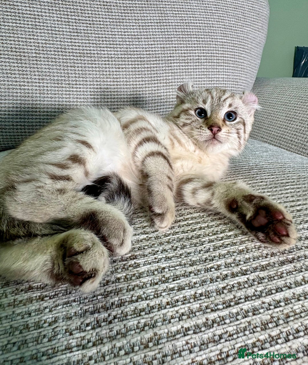 Savannah cats for sale: Superb wild looking snow leopard male  - Advert 15