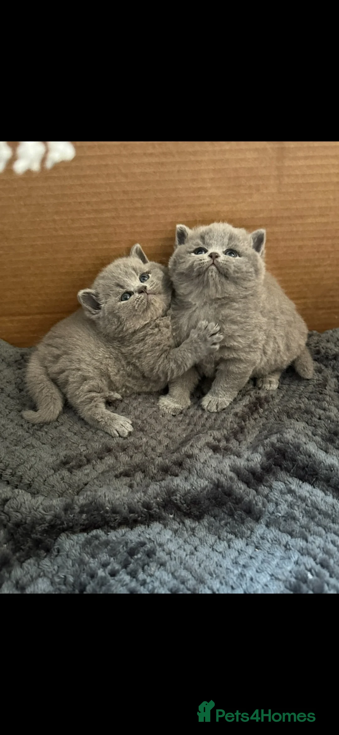 British Shorthair cats for sale: 5 Stunning BSH Blue and Lilac Kittens in Ashby-de-la-Zouch - Advert 40