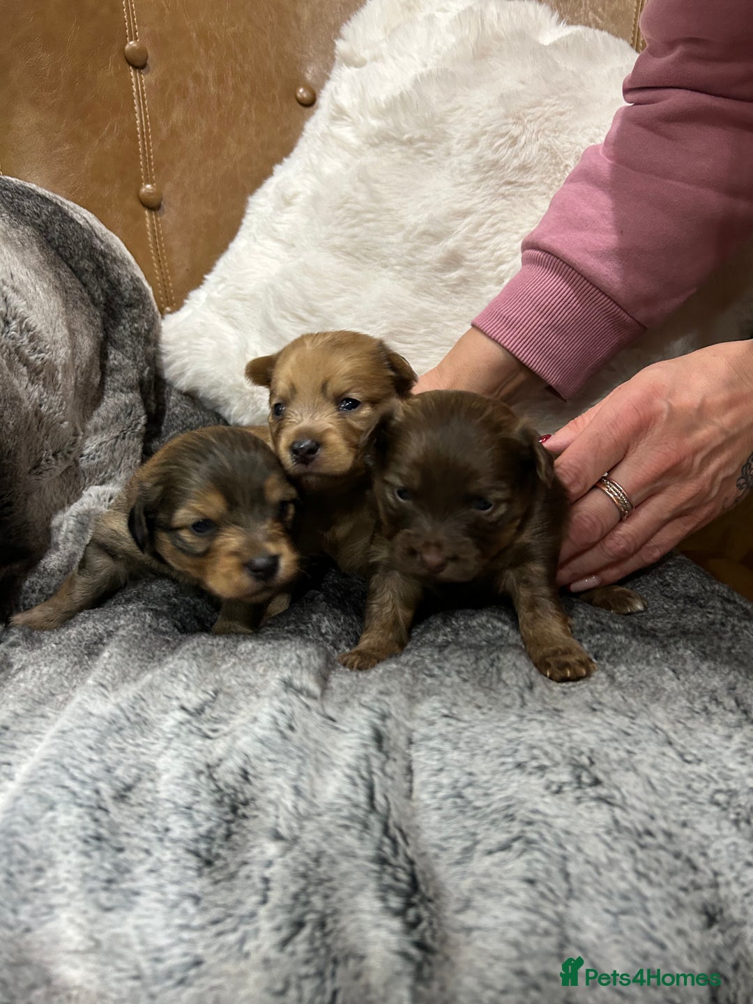 Mixed Breed dogs for sale: Miniature Dauchshund/ Pomeranian puppies for sale - Advert 15