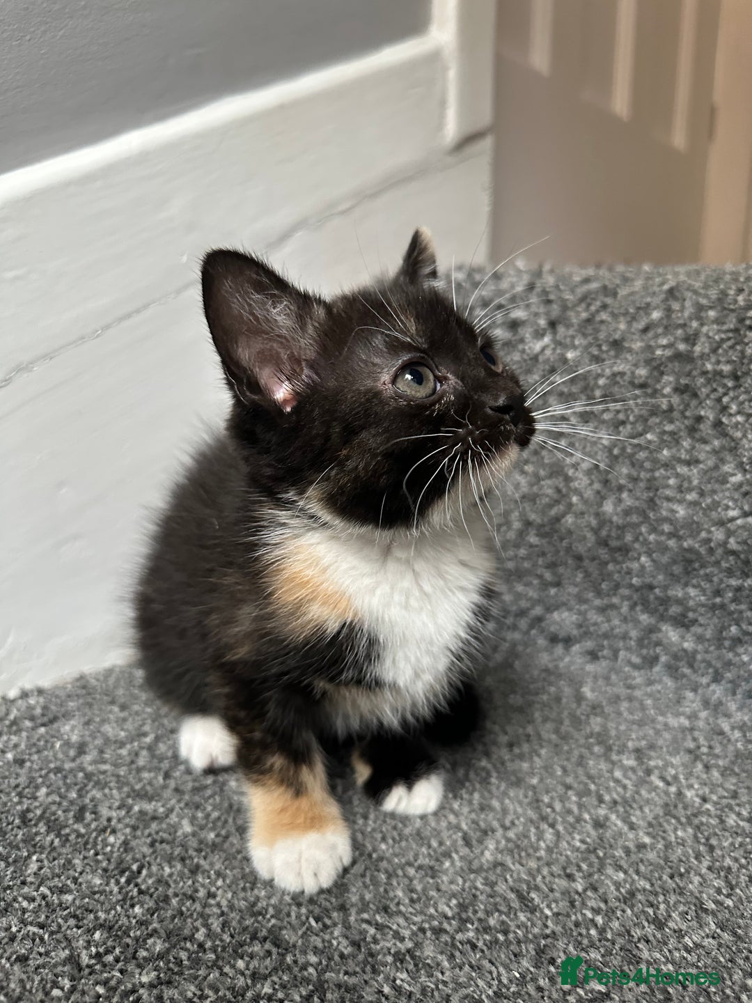 Mixed Breed cats for sale: Calico Female looking for home  - Image 3