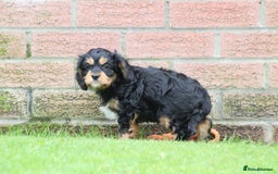 Cavapoo dogs for sale: F1 Cavapoo puppies for sale - Image 29