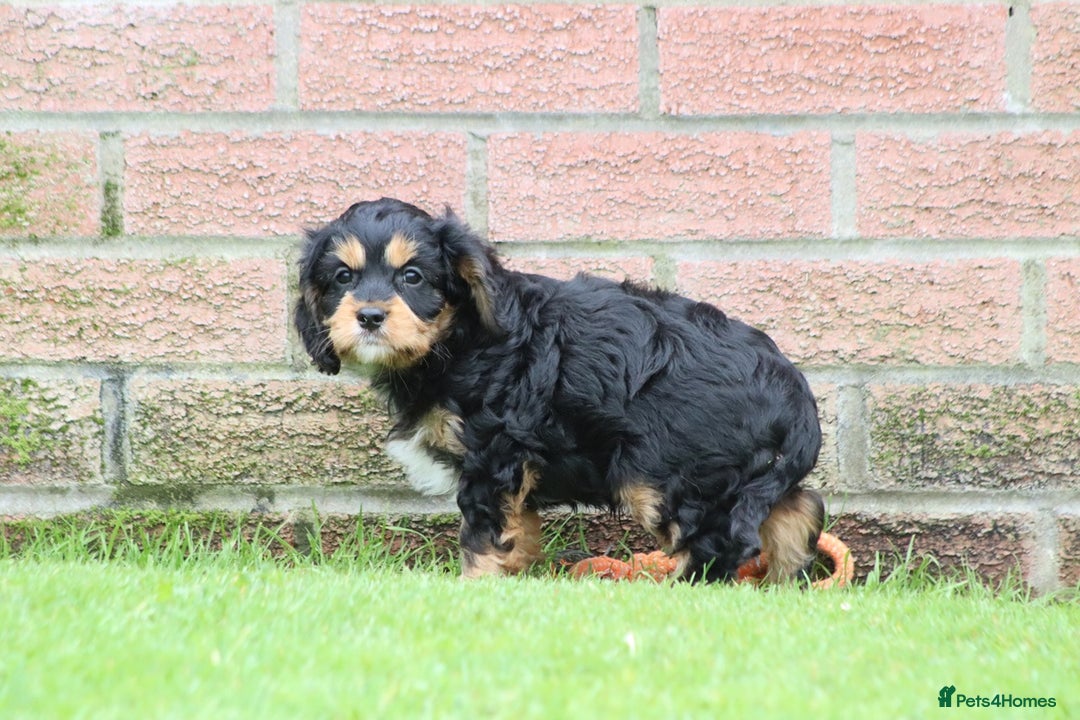 Cavapoo dogs for sale: F1 Cavapoo puppies for sale - Image 29