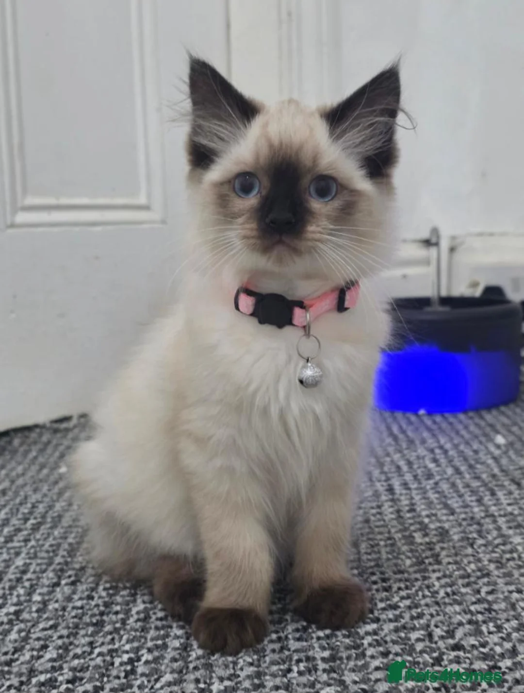Ragdoll cats for sale: Ragdoll Girl - Advert 1