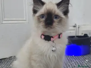 Ragdoll cats Ragdoll Girl - Advert 2