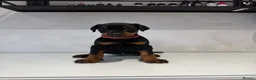 Dobermann dogs for sale: Ready to leave 6th of March  in Reading - Advert 3