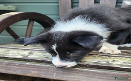 Border Collie dogs for sale: Only 1 Beautiful Border Collie Puppy left  - Image 39