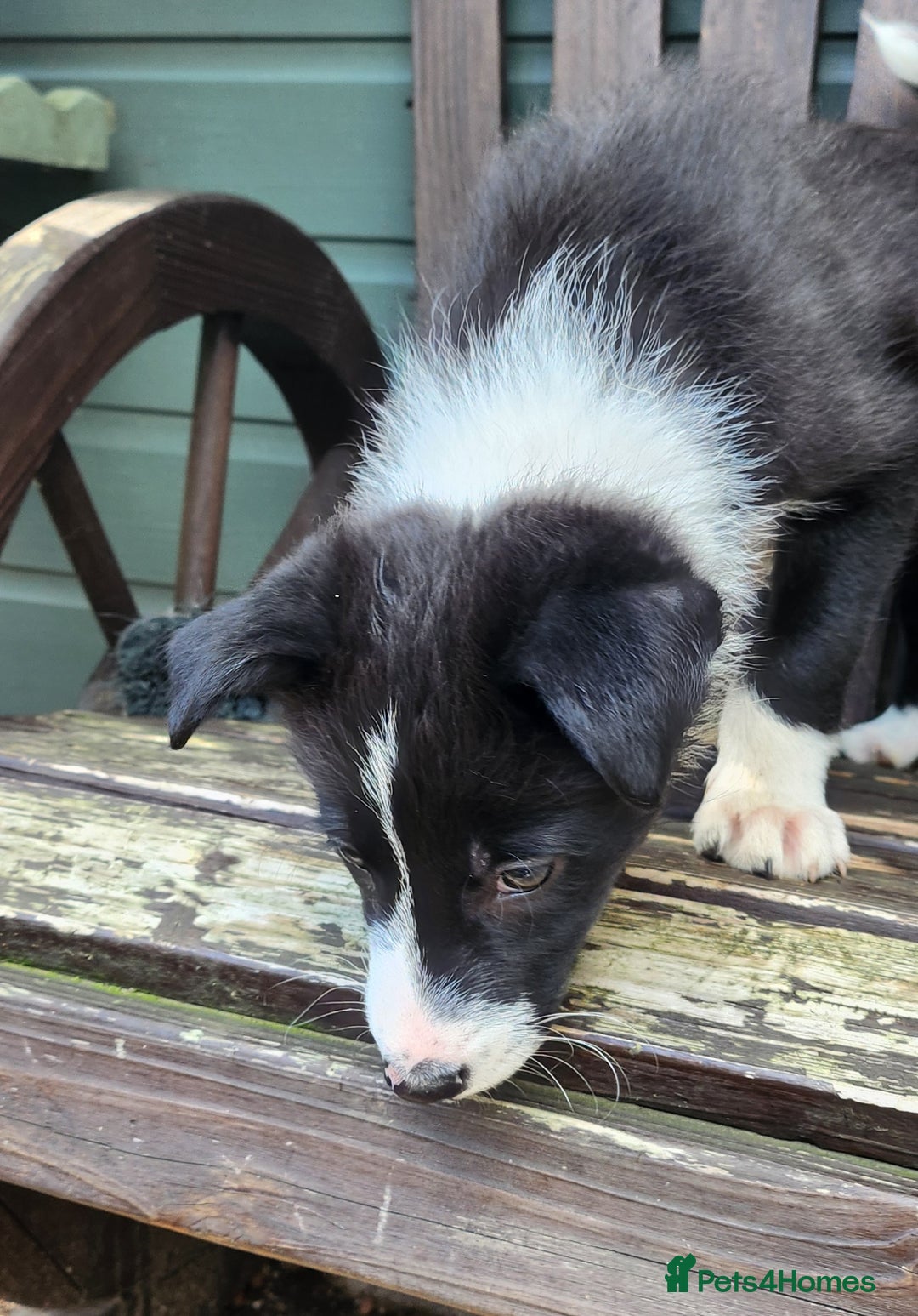 Border Collie dogs for sale: Only 1 Beautiful Border Collie Puppy left  - Image 39