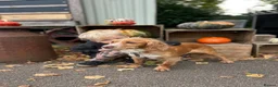 Cockapoo dogs for sale: 🐾 COCKAPOO PUPPIES DUE 6TH SEPTEMBER 🐾 - Advert 4