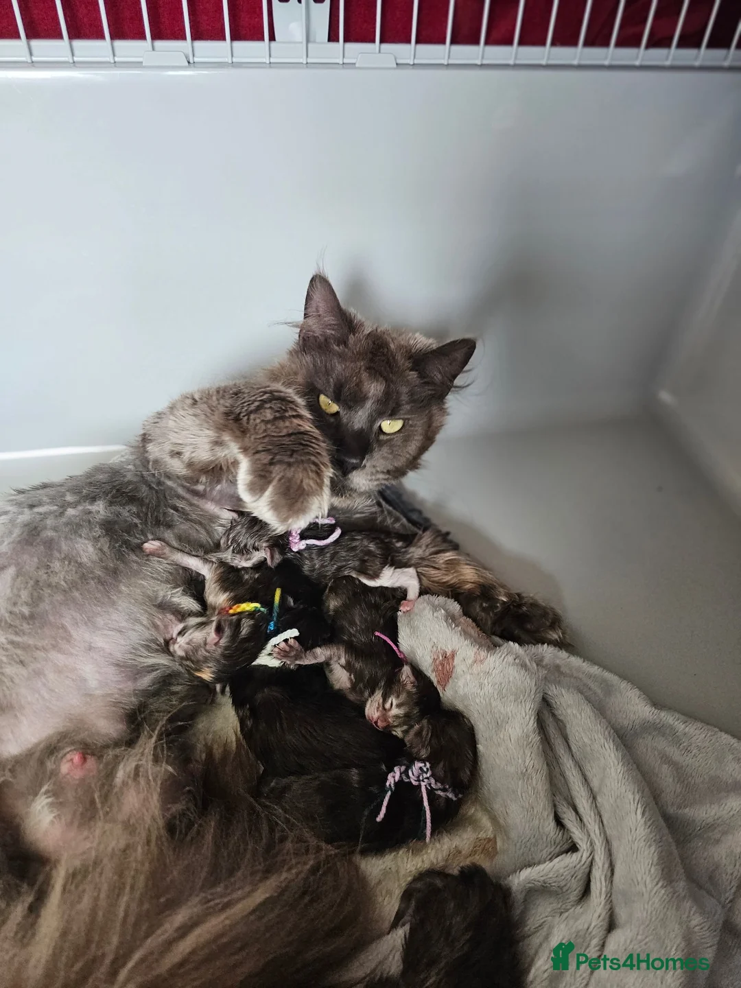 Maine Coon cats for sale: Stunning Mainecoon kittens  - Advert 12