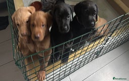 Labrador Retriever dogs for sale: KC registered Labrador retrievers for sale  - Image 21