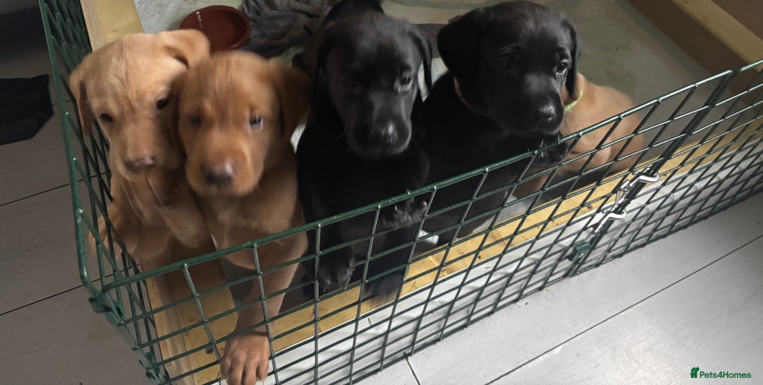 Labrador Retriever dogs for sale: KC registered Labrador retrievers for sale  - Image 21