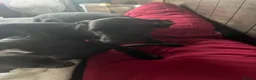 Mixed Breed dogs for sale: Weimaramer/cane corso pups in Shotts - Advert 18