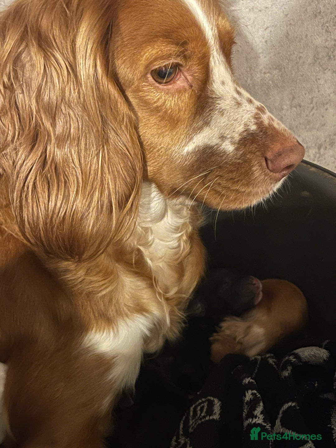 Mixed Breed dogs for sale: Sprocker x pups - Advert 2
