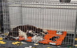 Border Collie dogs for sale: Border collie puppies  - Image 13