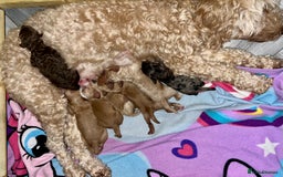 Cockapoo dogs for sale: 🐾STUNNING COCKAPOO PUPPIES🐾DNA TESTED PARENTS🧬 - Image 10