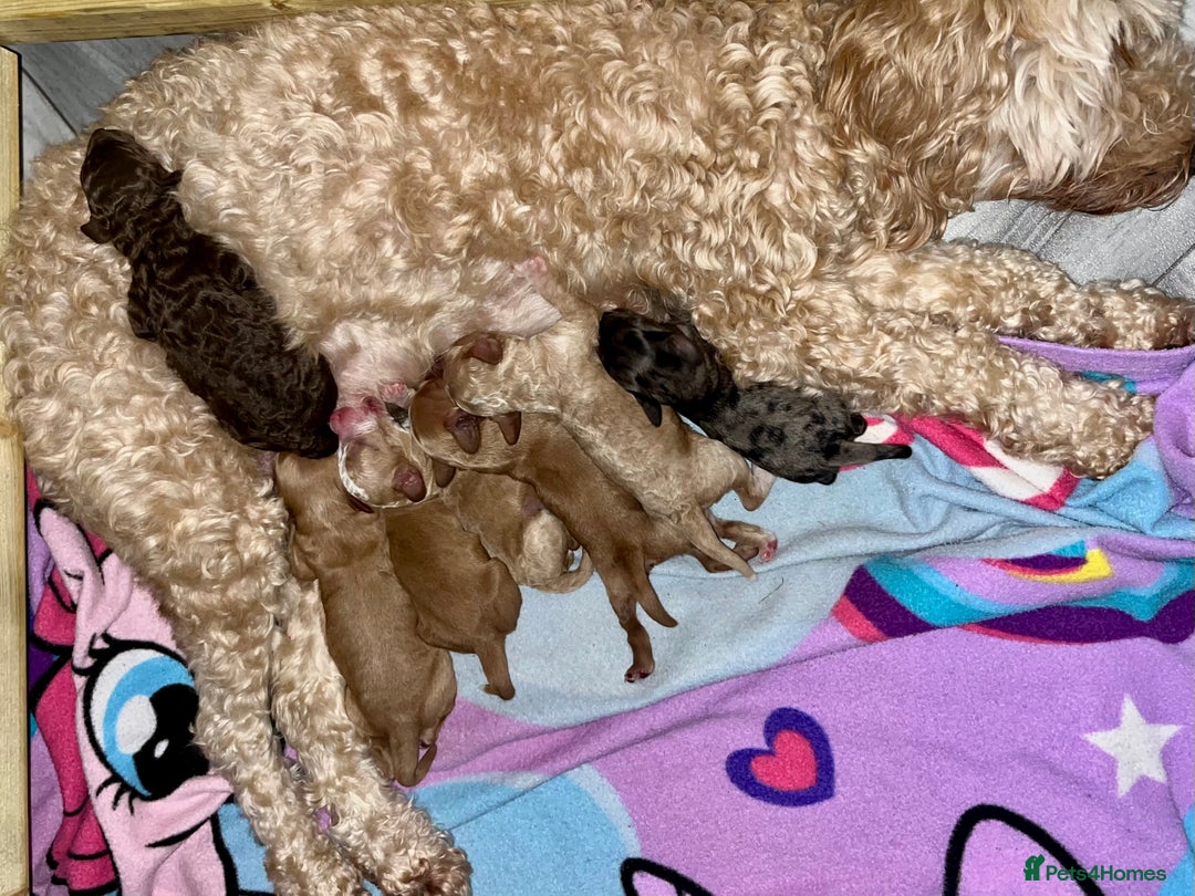 Cockapoo dogs for sale: 🐾STUNNING COCKAPOO PUPPIES🐾DNA TESTED PARENTS🧬 - Image 10