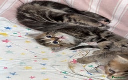 British Shorthair cats for sale: Poppys 4 lovely kittens  - Image 4