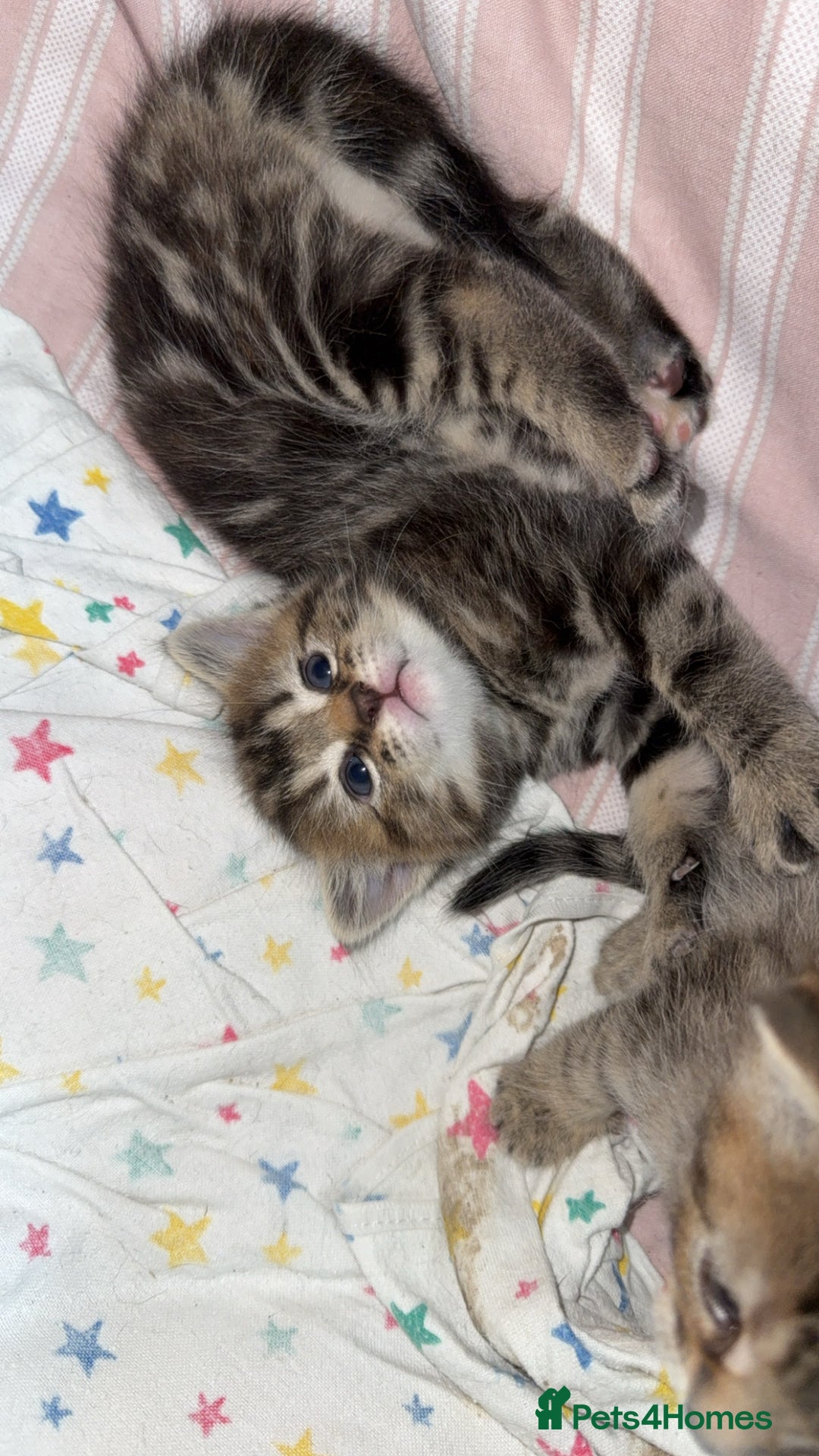 British Shorthair cats for sale: Poppys 4 lovely kittens  - Image 4