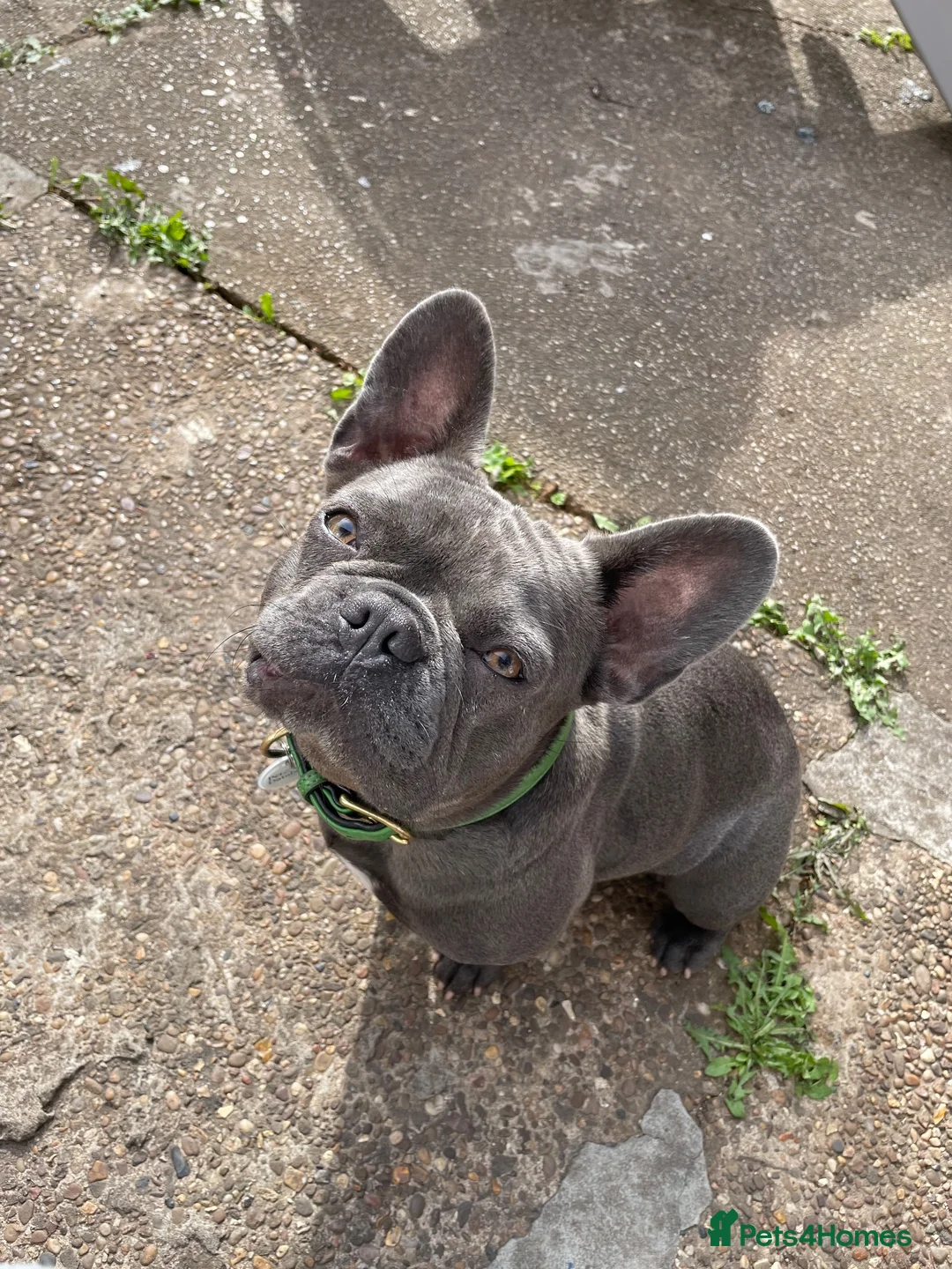 French Bulldog dogs for sale: French bulldog 1 year old  in Scunthorpe - Advert 1