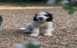 Cockapoo dogs for sale: PRICE REDUCED - READY NOW Chunky Parti Cockapoos in Milton Keynes - Image 4