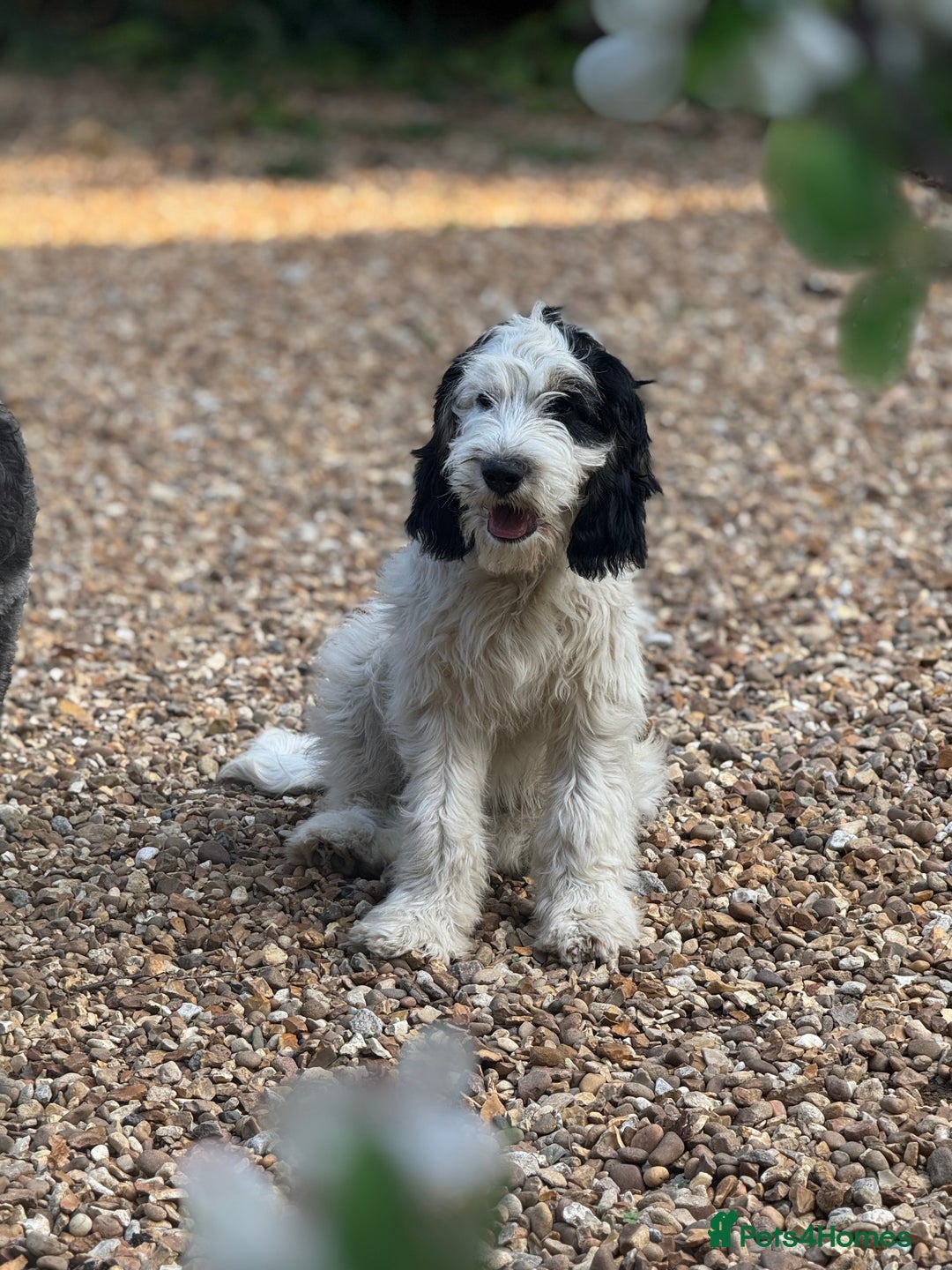 Cockapoo dogs for sale: PRICE REDUCED - READY NOW Chunky Parti Cockapoos in Milton Keynes - Image 4
