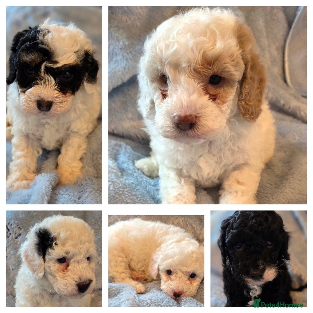 Cavapoo dogs for sale: F1B Cavapoo Puppies 4 boys avialable - Advert 1