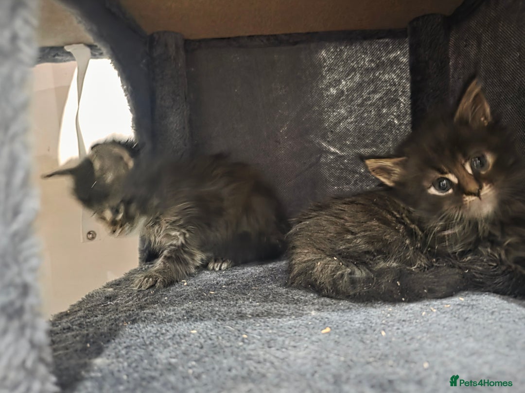 Maine Coon cats for sale: Beautiful Maine Coon kittens  - Advert 17