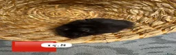 Hamster rodents for sale: Beautiful baby Syrian Hamsters Sheffield - Advert 20