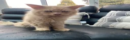 Maine Coon cats for sale: 💙 TICA ®️ Proven -  Red Smoke/ White Maine Coon  - Advert 7