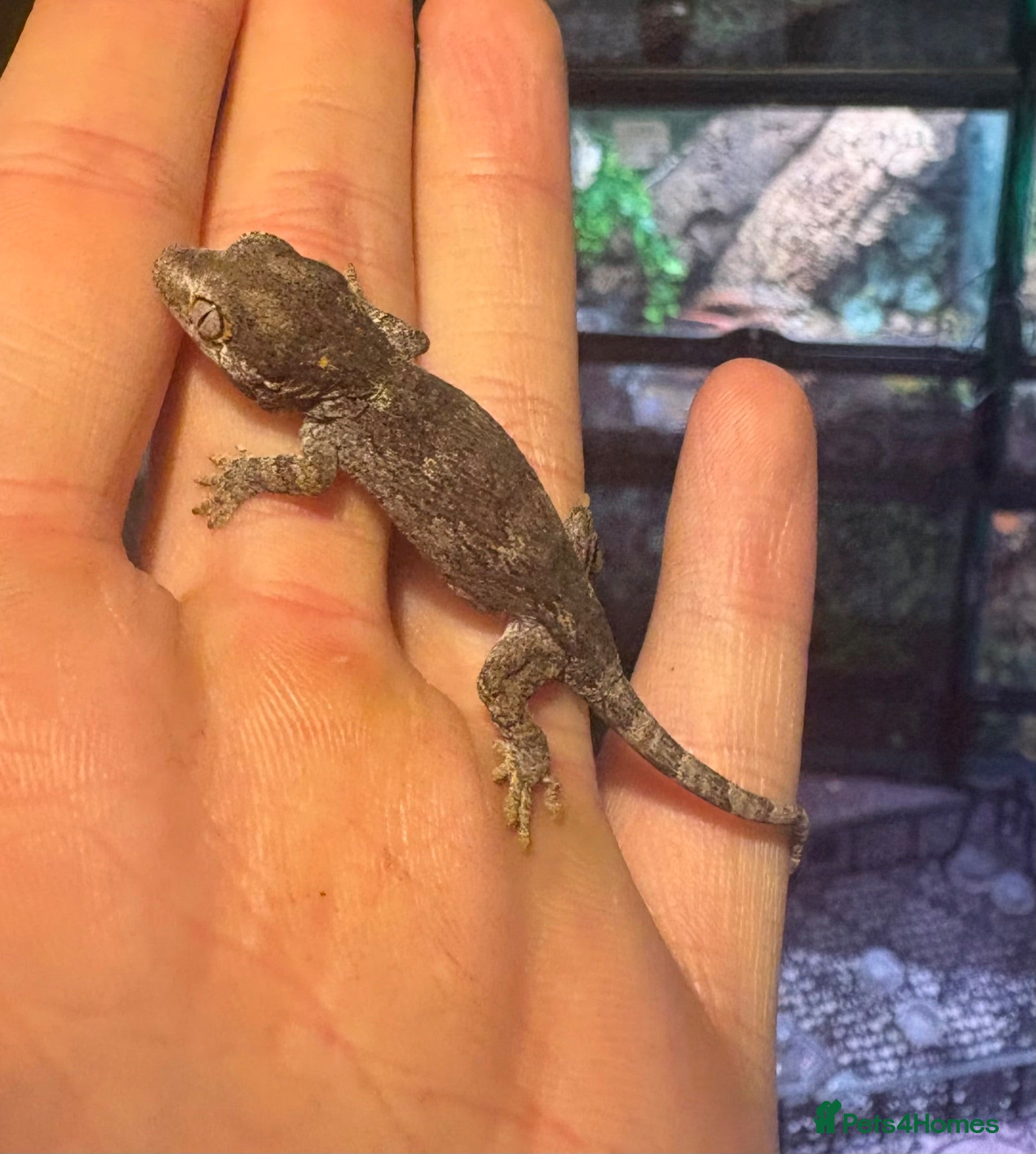 Gecko reptiles Mix gargle gecko babies  - Advert 2