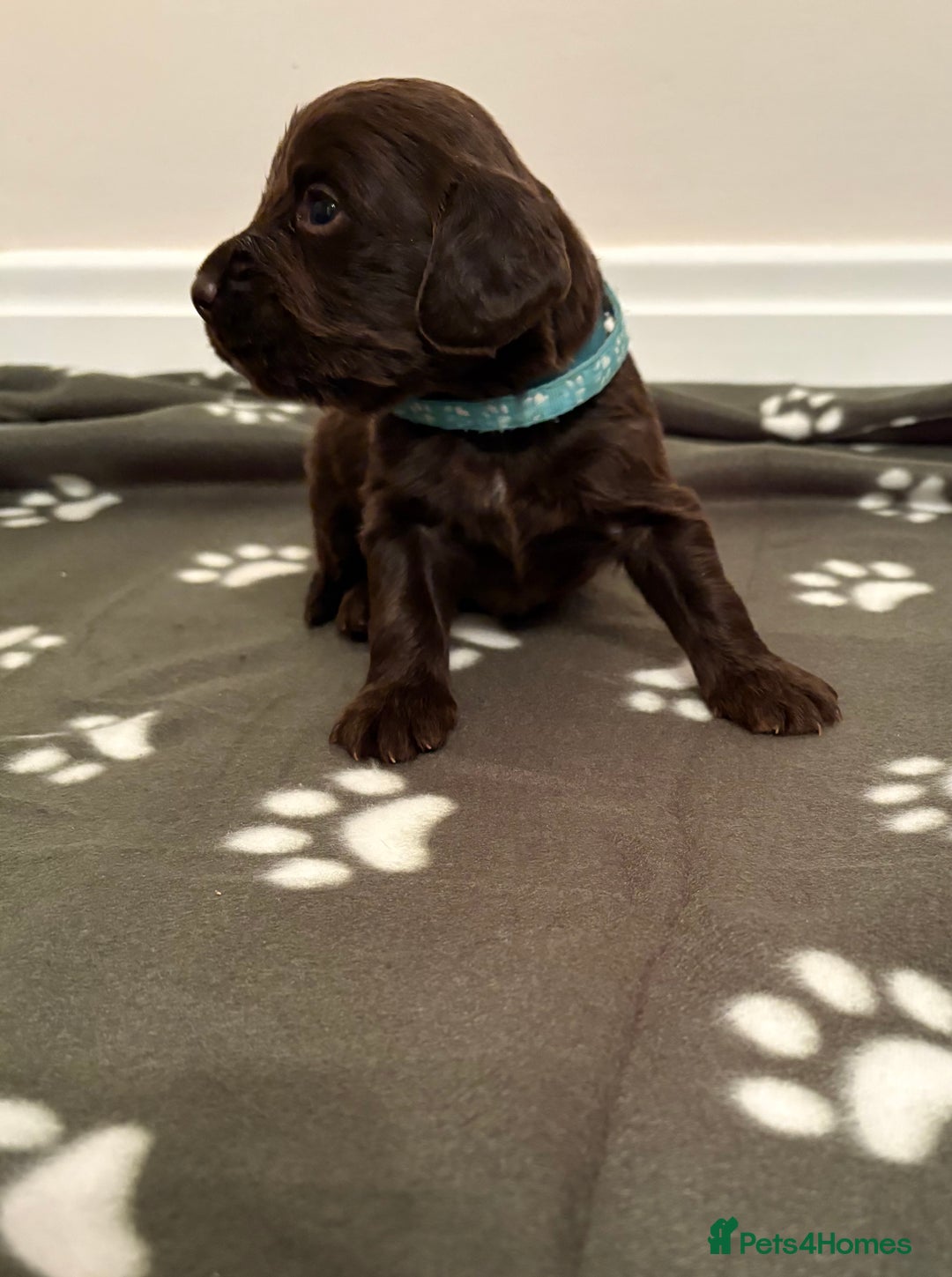 Cocker Spaniel dogs for sale: Stunning Chocolate KC cocker puppies - Advert 5