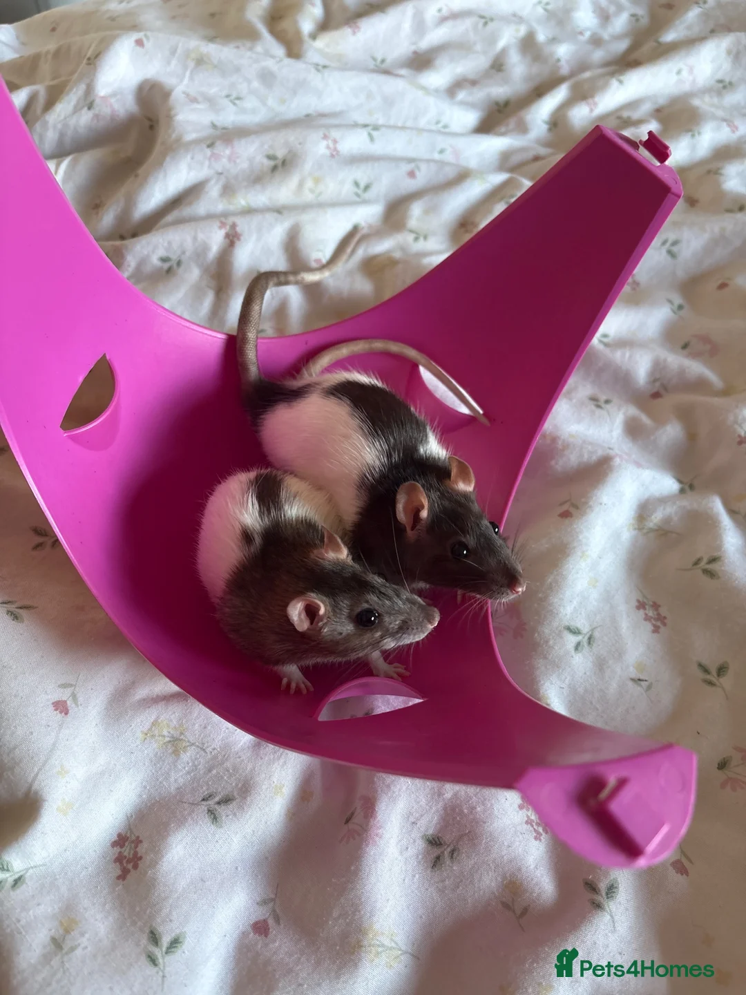 Rat rodents for sale: 2 female rats  in Caerphilly - Advert 2