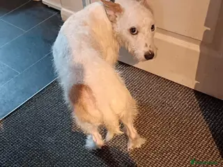 Mixed Breed dogs Oscar - Advert 3