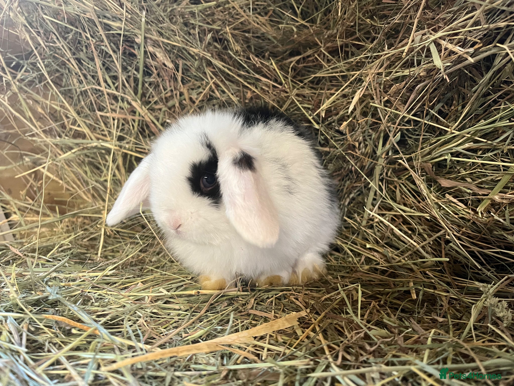 Mini Lop rabbits for sale: Stunning pure mini lops  - Advert 1