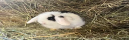 Mini Lop rabbits for sale: Stunning pure mini lops  - Advert 1