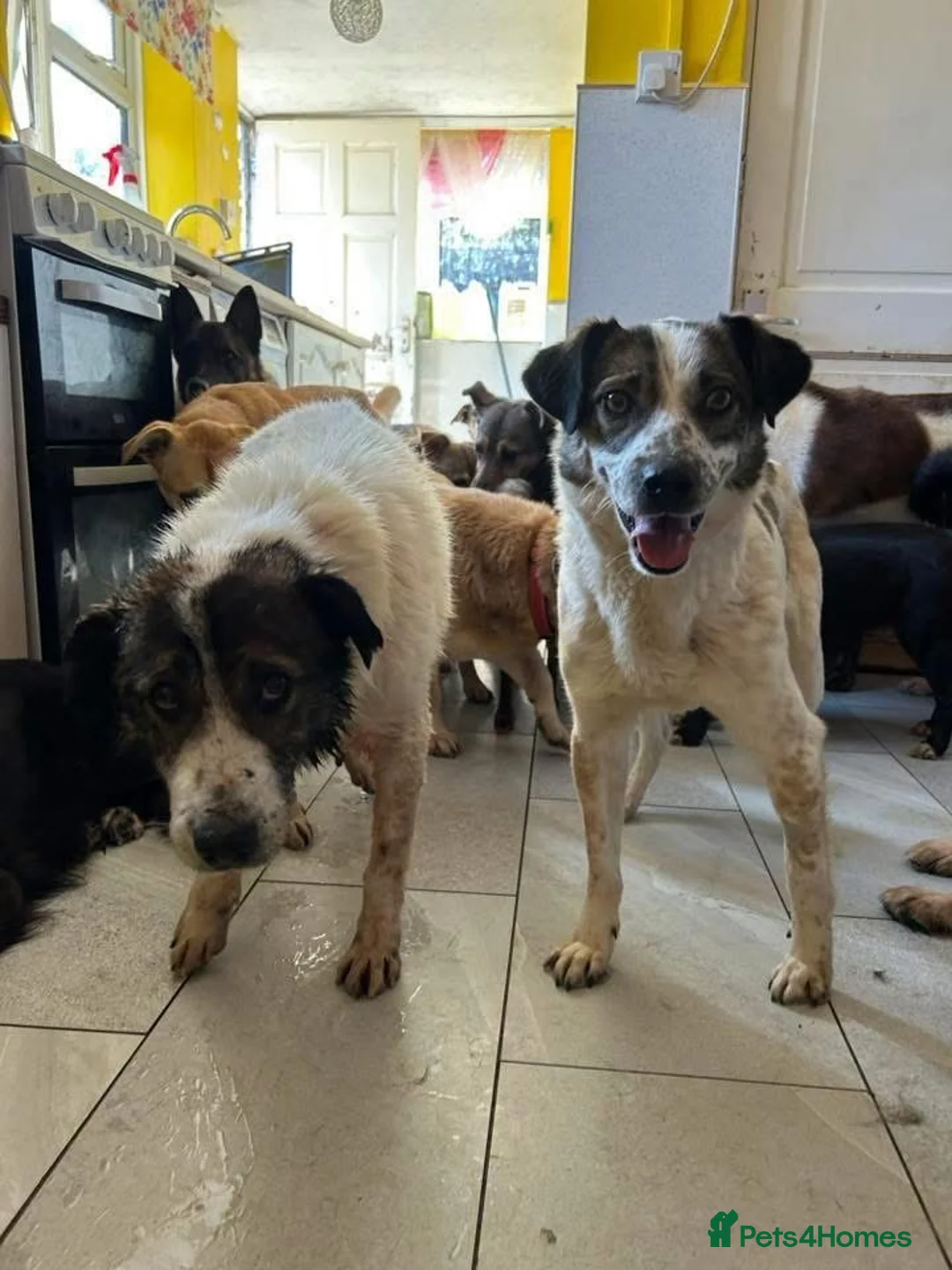 Mixed Breed dogs for adoption: Sherbet - Norwich Norfolk  in Norwich - Advert 13