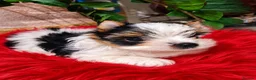 Biewer Terrier dogs for sale: 1 biewer boy Armani available - Advert 6
