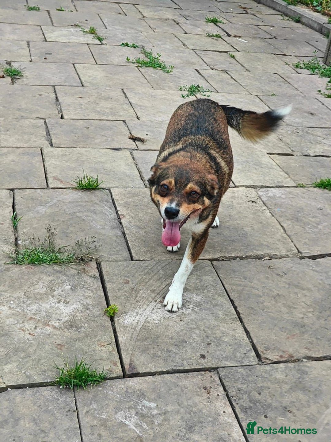 Mixed Breed dogs for adoption: 💙🐶 CHICO 🐶💙 - Image 16