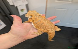 Bearded Dragon reptiles for sale: Baby bearded dragon with 4ft set up - Image 9