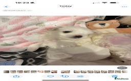 Maltese dogs for sale: Beautiful half Korean Kc reg Maltese  - Image 10