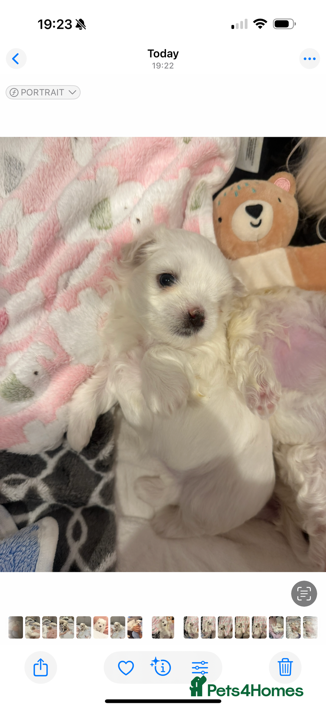 Maltese dogs for sale: Beautiful half Korean Kc reg Maltese  - Image 10