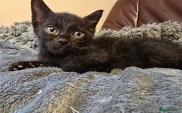Mixed Breed cats for sale: Kittens 3 boys  - Image 6