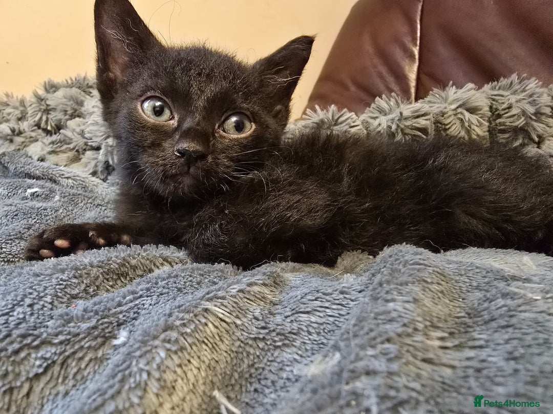 Mixed Breed cats for sale: Kittens 3 boys  - Image 6