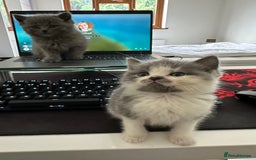British Shorthair cats for sale: Gorgeous 2 female grey kittens for sale - Image 7
